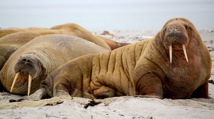 walruses on shore showing off crazy animal teeth