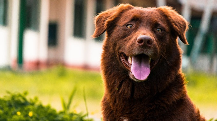 Long-haired chocolate colored dog sits outside and smiles with its tongue out