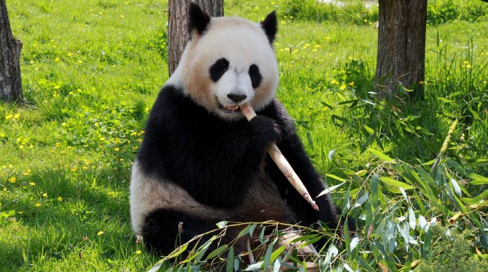 panda bear eating bamboo